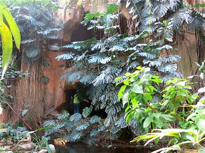Monstera deliciosa in front of the entrance of the (artificial) cave of the greenhouses of the Jardin des Plantes de Paris.