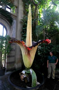 Amorphophallus titanum in Wilhelma, zoologisch botanischer Garten Stuttgart