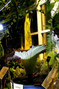 Amorphophallus titanum at University of Warsaw Botanic Garden 2021-06-14