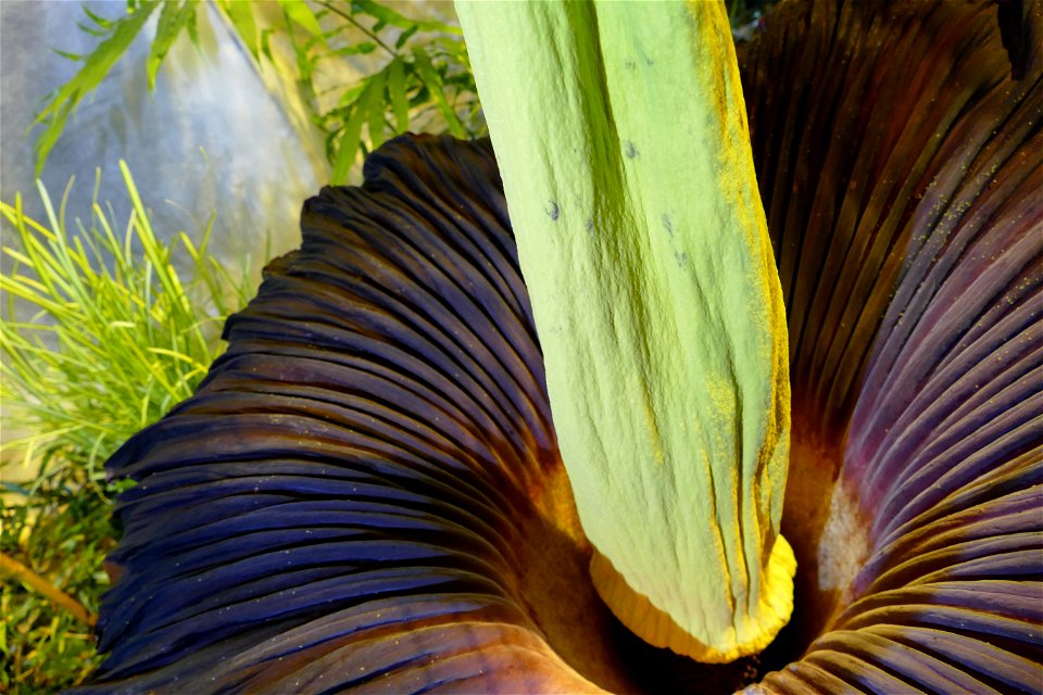 Amorphophallus titanum at University of Warsaw Botanic Garden 2021-06-14