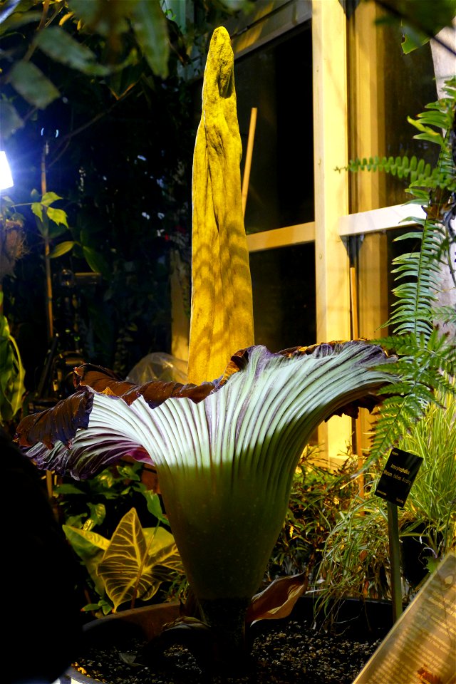 Amorphophallus titanum at University of Warsaw Botanic Garden 2021-06-14