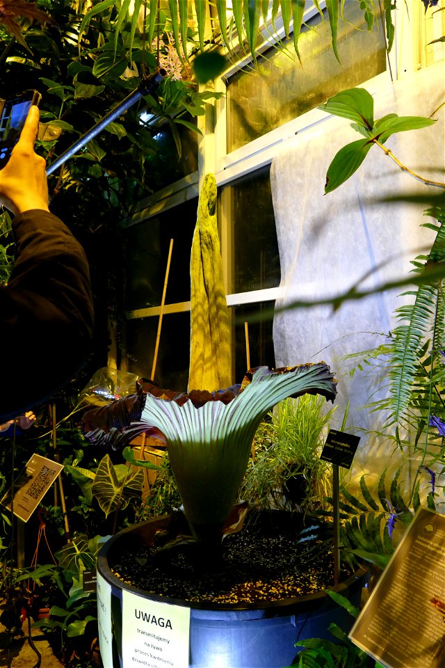 Amorphophallus titanum at University of Warsaw Botanic Garden 2021-06-14