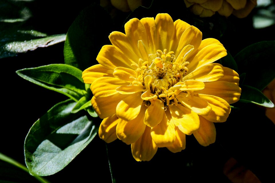 Close up flowers macro photo