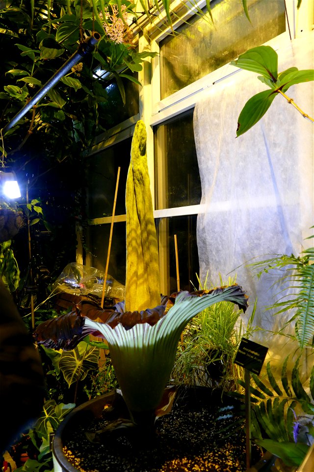 Amorphophallus titanum at University of Warsaw Botanic Garden 2021-06-14