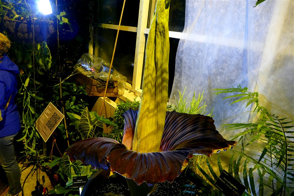 Amorphophallus titanum at University of Warsaw Botanic Garden 2021-06-14