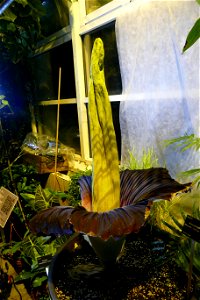 Amorphophallus titanum at University of Warsaw Botanic Garden 2021-06-14