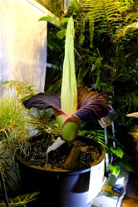 Amorphophallus titanum at University of Warsaw Botanic Garden 2021-06-14