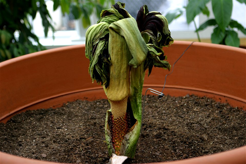 Self made image of 'Corpse flower'.