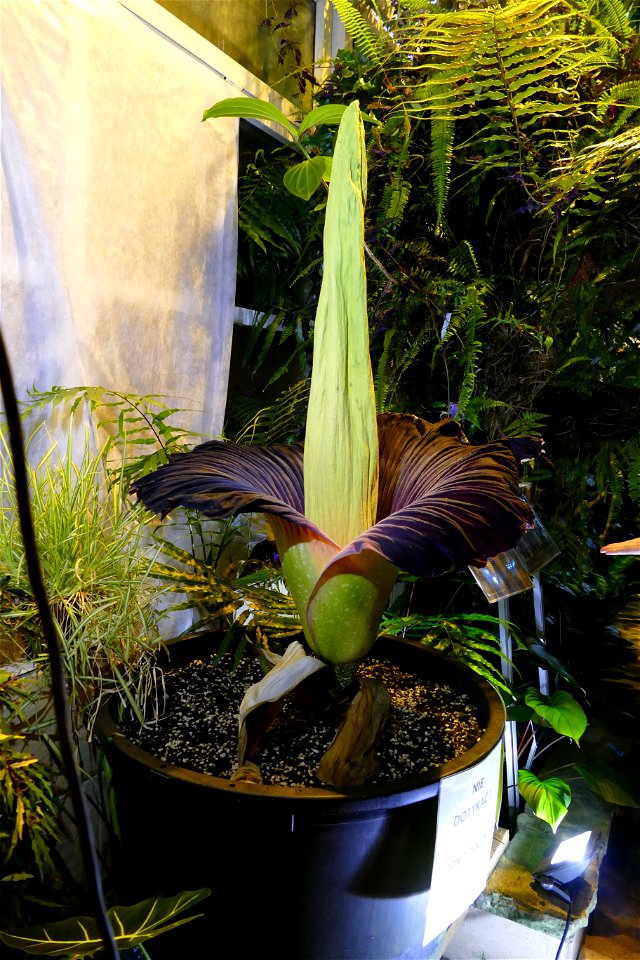 Amorphophallus titanum at University of Warsaw Botanic Garden 2021-06-14