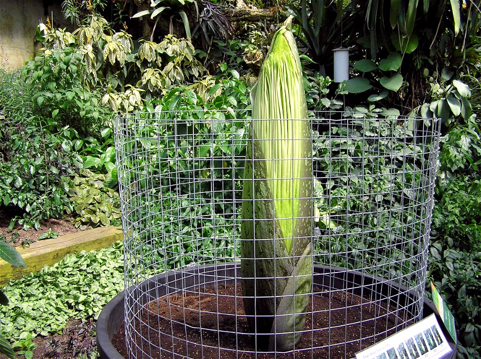 Titan Arum at Kew Gardens, London, England. The plant is at the stage where the grooved spathe is being revealed, with just peeping above it the darker green spadix. The spathe will fold open to produ