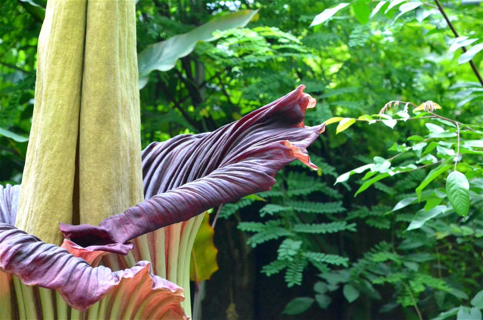 Amorphophallus titanum blooming again at ÖBG (Bayreuth University) after just 10 months. Second day of blooming.