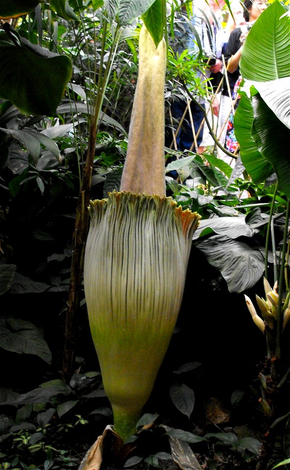 First stage of blooming of Amorphophallus titanum at the Huntington Library & Botanical Gardens in San Marino, California, USA, June 17, 2009. The bloom began at about 2 pm and this pic was taken 