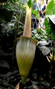 First stage of blooming of Amorphophallus titanum at the Huntington Library & Botanical Gardens in San Marino, California, USA, June 17, 2009. The bloom began at about 2 pm and this pic was taken 