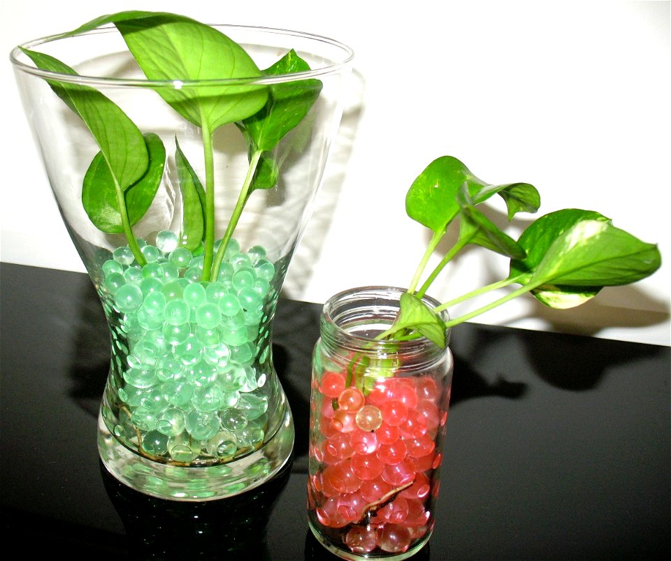 Small Golden Pothos (aka Devil's Ivy, or Money Plant) planted in crystal soil.