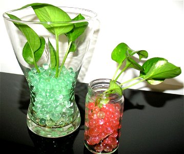Small Golden Pothos (aka Devil's Ivy, or Money Plant) planted in crystal soil.