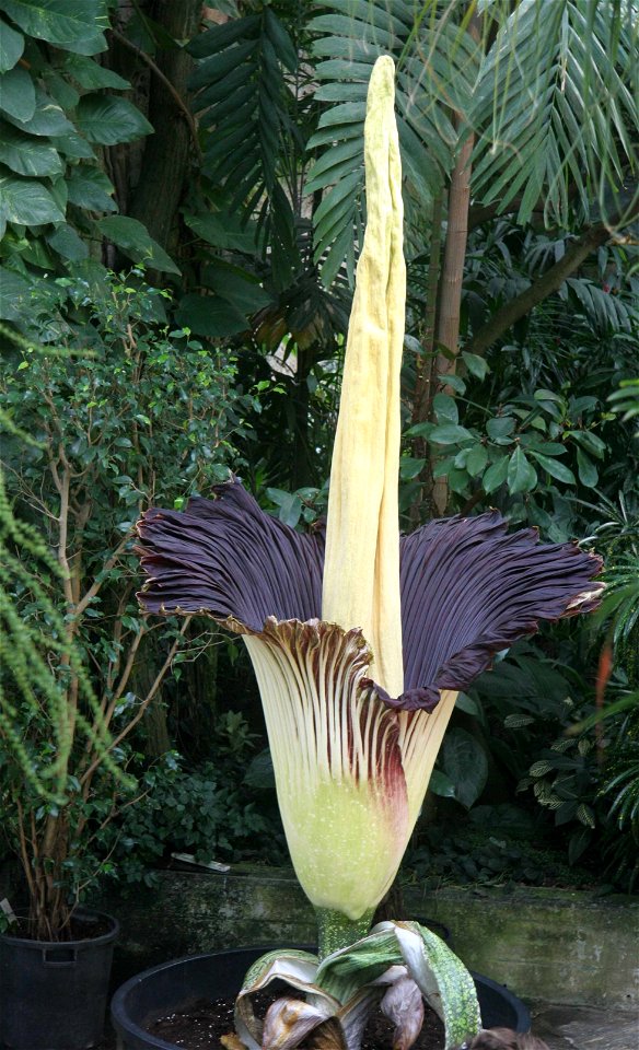Description: Amorphophallus titanum in der Wilhelma, zoologisch-botanischer Garten Stuttgart

Source: taken by Lothar Grünz
Date: October 20, 2005
