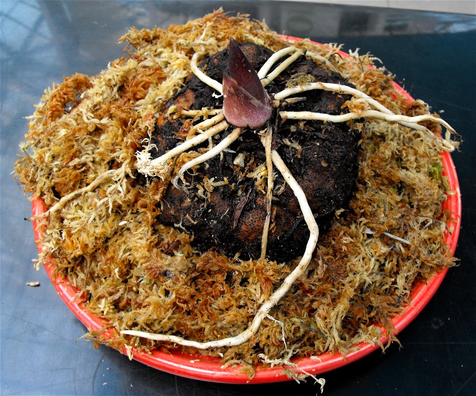 The corm of Amorphophallus titanum at the Huntington Library & Botanical Gardens in San Marino, California, USA.