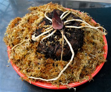 The corm of Amorphophallus titanum at the Huntington Library & Botanical Gardens in San Marino, California, USA.