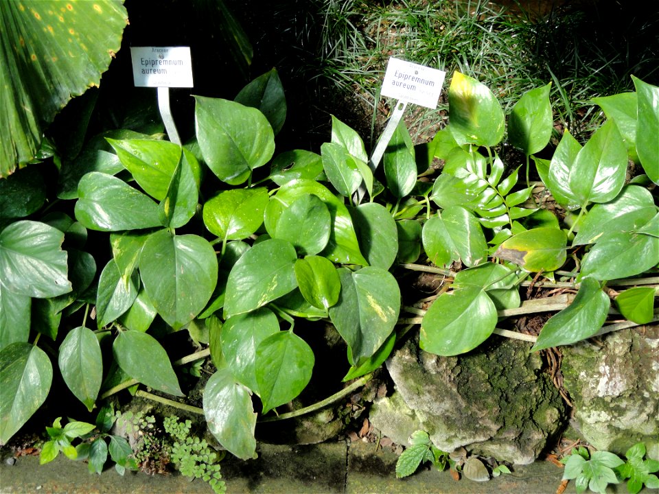 Epipremnum aureum specimen in the Botanischer Garten München-Nymphenburg, Munich, Germany.