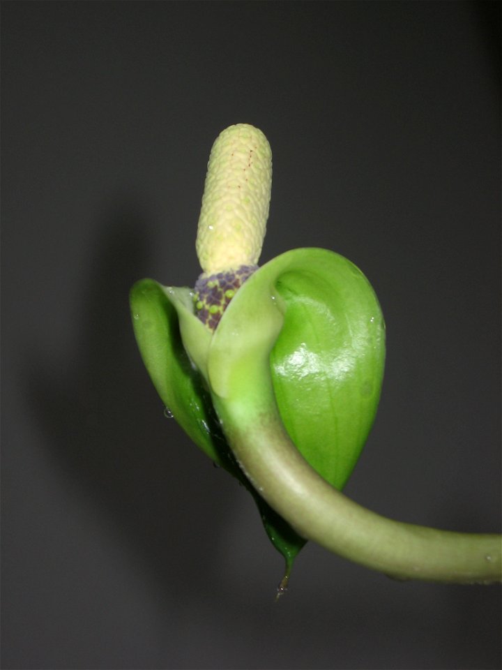 young flower of Zamioculcas zamiifolia