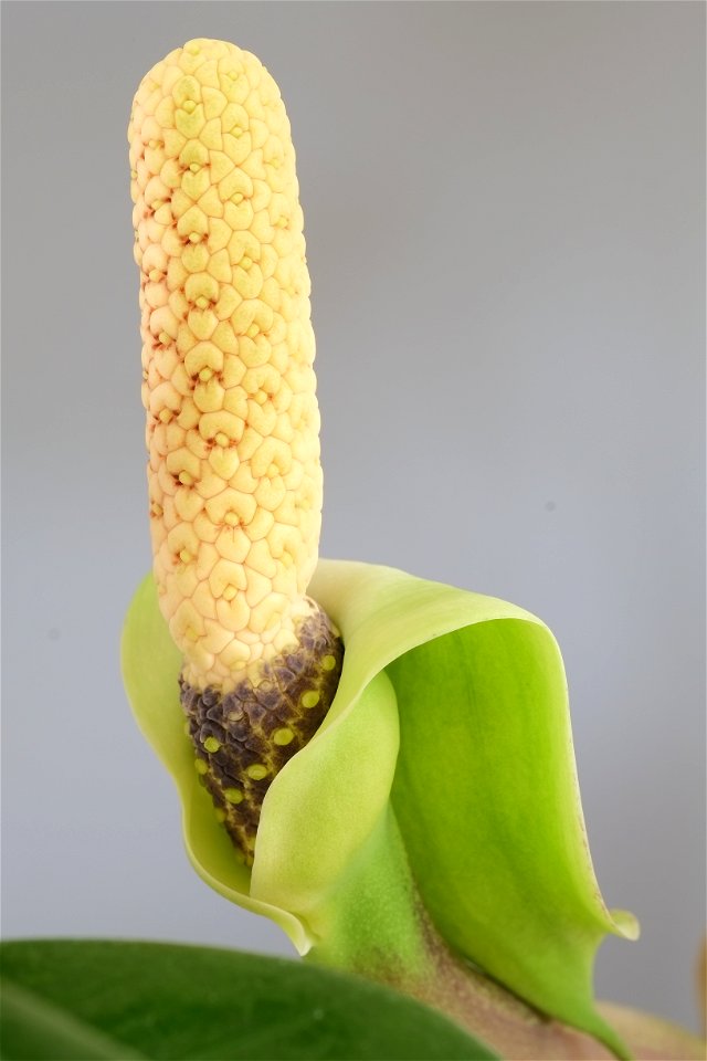 Zamioculcas zamiifolia flower (ZZ Plant); spadix 5 cm (2.0 in) long, with spathe already curled back
