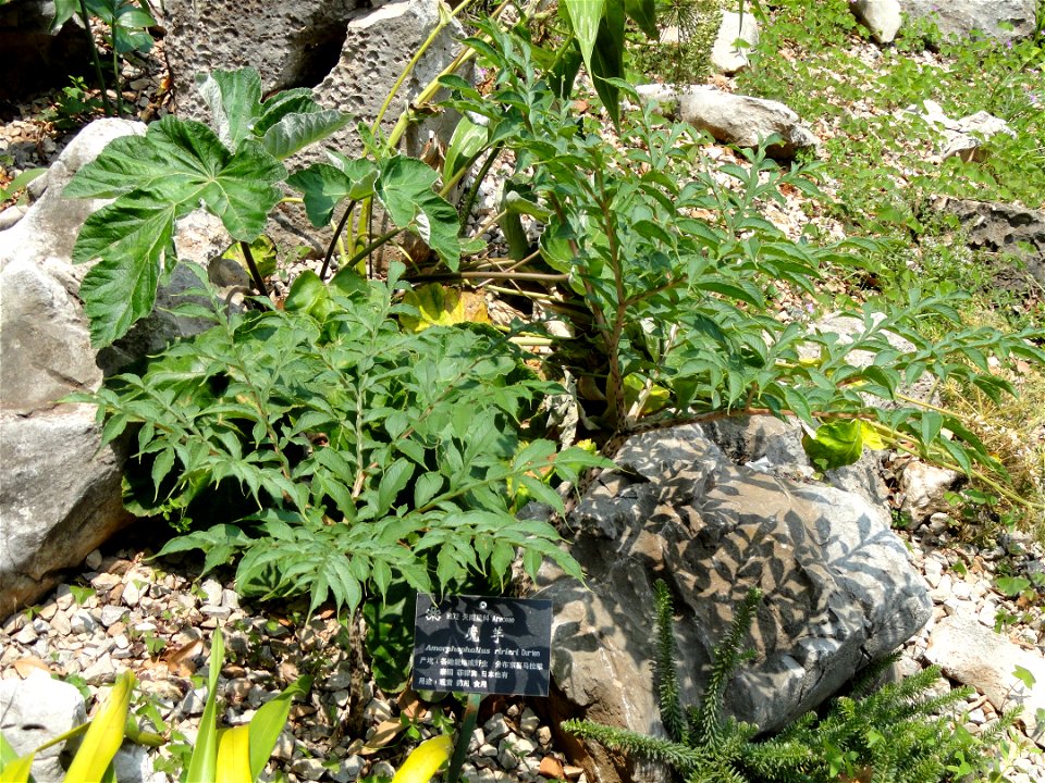 Plant specimen in the Kunming Botanical Garden, Kunming, Yunnan, China.