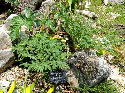 Plant specimen in the Kunming Botanical Garden, Kunming, Yunnan, China.