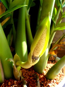 bud of a zamioculcas zamiifolia photo