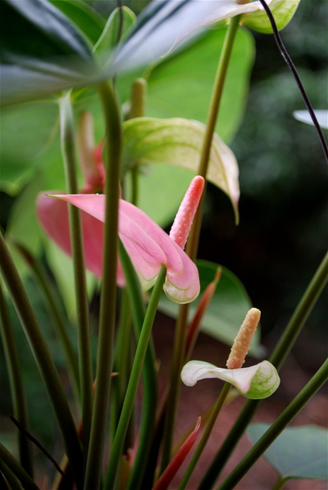 Flamingo Lily (Anthurium andraeanum) - flower