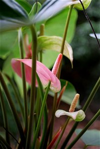 Flamingo Lily (Anthurium andraeanum) - flower