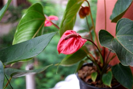 Flamingo Lily (Anthurium andraeanum) - flower