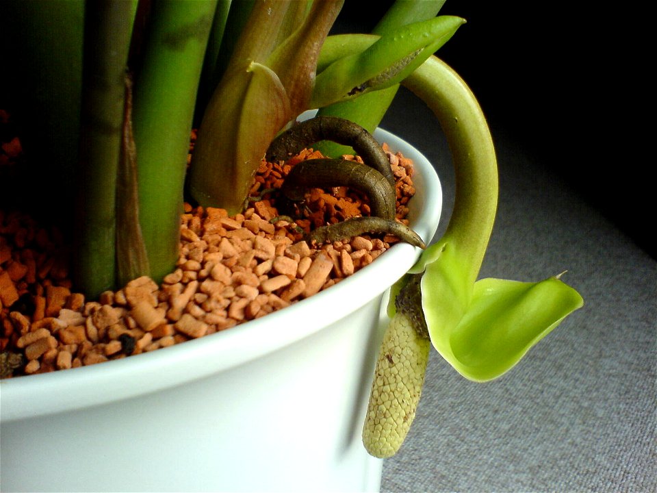 withering, flabby blossom of a zamioculcas zamiifolia with a new growing bud