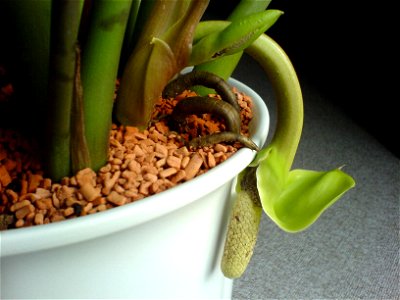 withering, flabby blossom of a zamioculcas zamiifolia with a new growing bud photo
