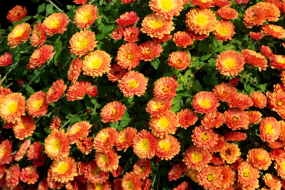 Flower nature the petals