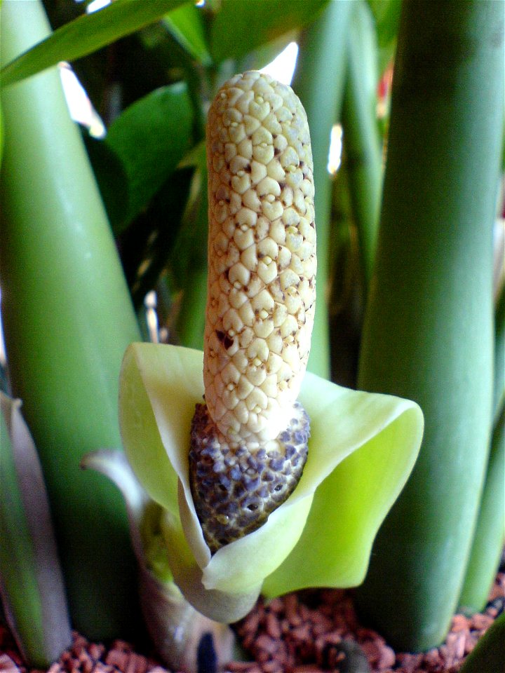 blossom of a zamioculcas zamiifolia