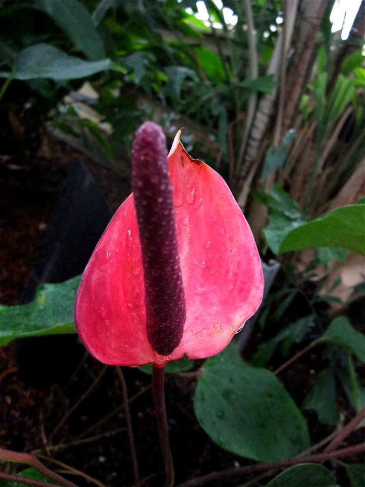 A photograph of the inflorescence of Anthurium andreanum 'Royal Flush'