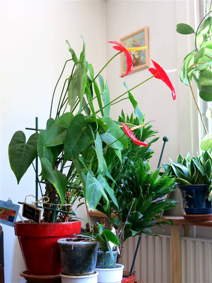 Anthurium andraeanum var. 'Dakota'. Identified by its botanic label. It is flowering non stop since its purchase 7 years ago.