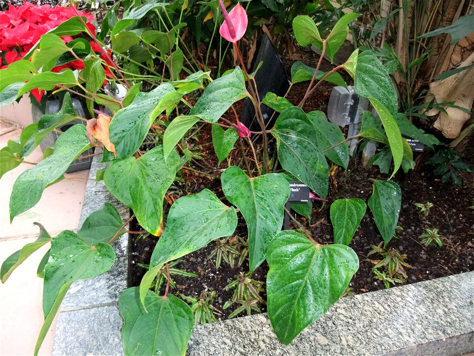 A photograph of Anthurium andreanum 'Royal Flush'