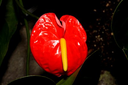 Cultivar of Anthurium andreanum grown in green house environment
