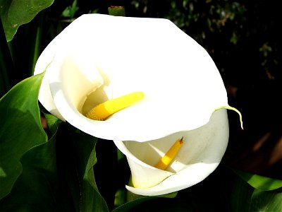 White flower of Zantedeschia