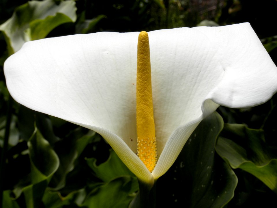 white and yellow flower