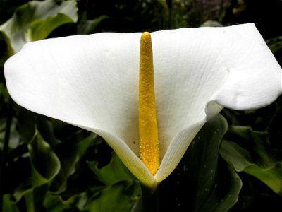 white and yellow flower