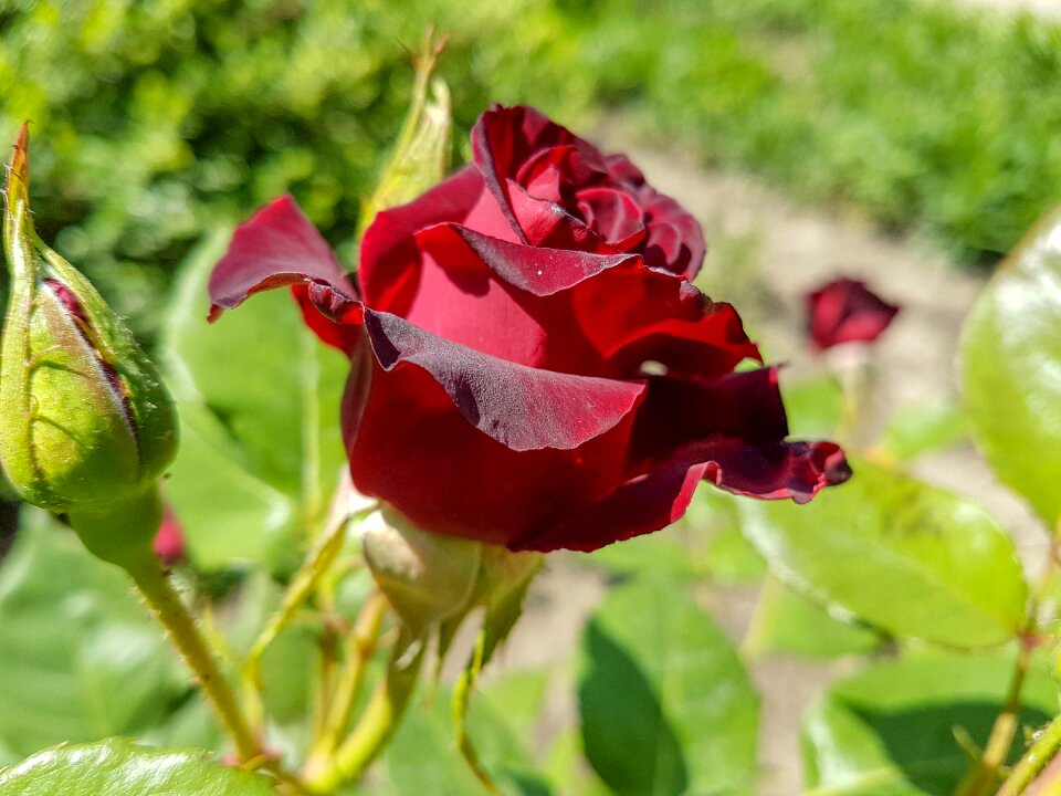 Red rose summer flower plant