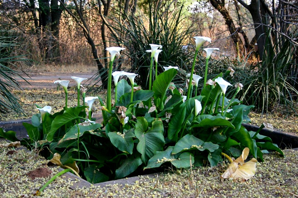 Zantedeschia aethiopica (L.) Spreng., Johannesburg garden, South Africa