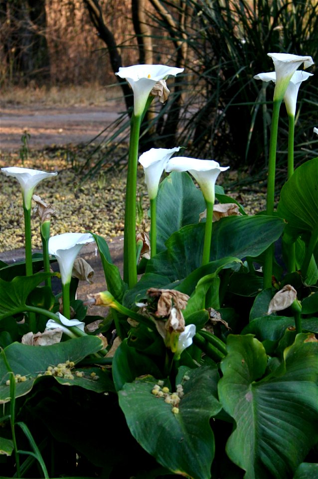 Zantedeschia aethiopica (L.) Spreng., Johannesburg garden, South Africa - flowerheads of Acacia robusta fallen on arum leaves