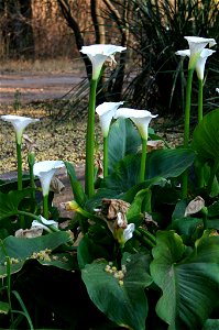 Zantedeschia aethiopica (L.) Spreng., Johannesburg garden, South Africa - flowerheads of Acacia robusta fallen on arum leaves