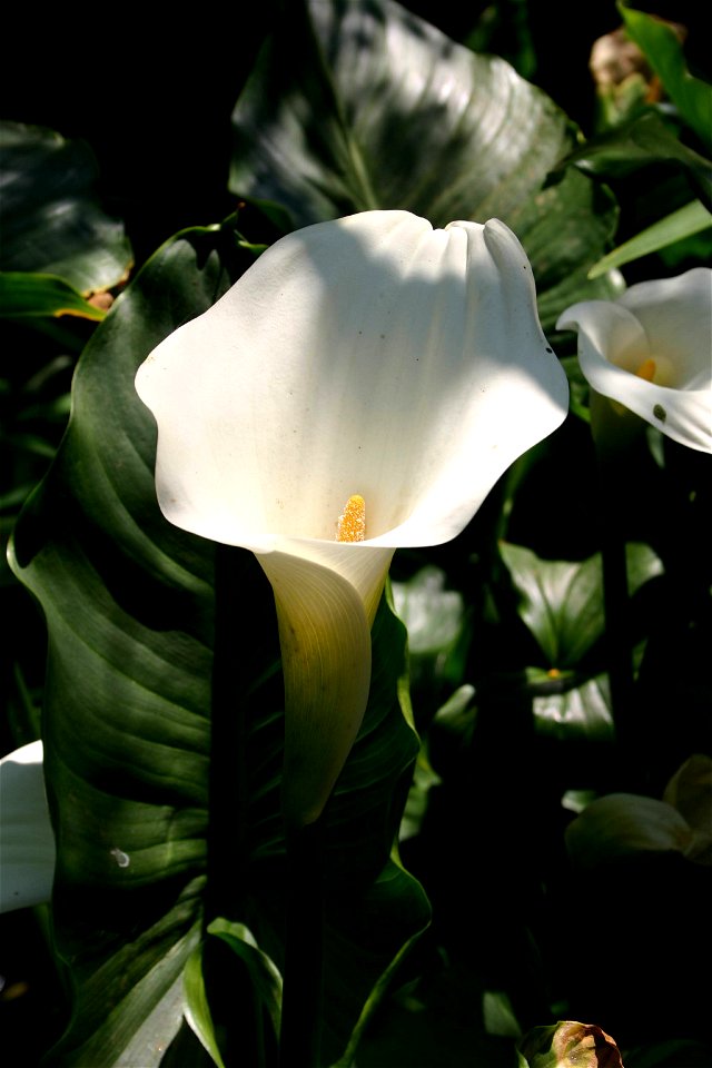 Flowers and leaves of Zantedeschia aethiopica growing in Johannesburg, South Africa garden