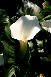 Flowers and leaves of Zantedeschia aethiopica growing in Johannesburg, South Africa garden photo