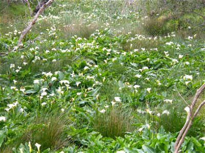 Field of arum lilies Nooordhoek, Cape Town. South Africans call these Arum Lilies, although strictly speaking they are not. Other names: Pig lilly (UK): calla lilly.