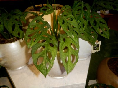Plants of the Philippines